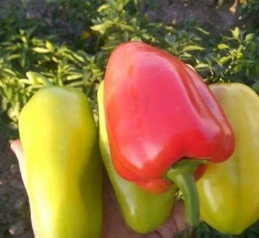 Mid-season varieties of sweet pepper