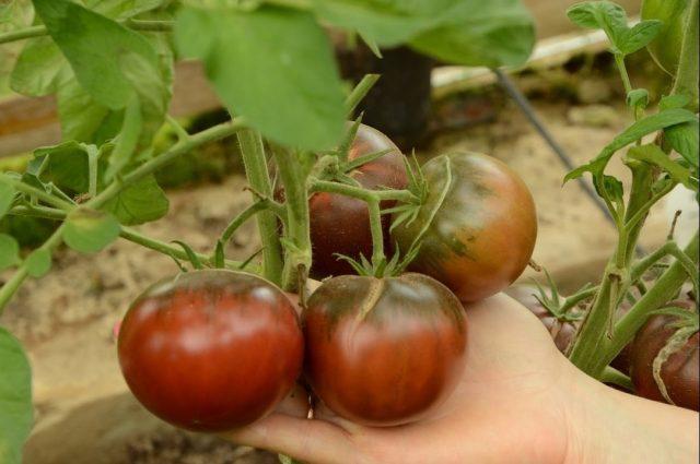 Mikado black tomatoes: variety description, photos, reviews