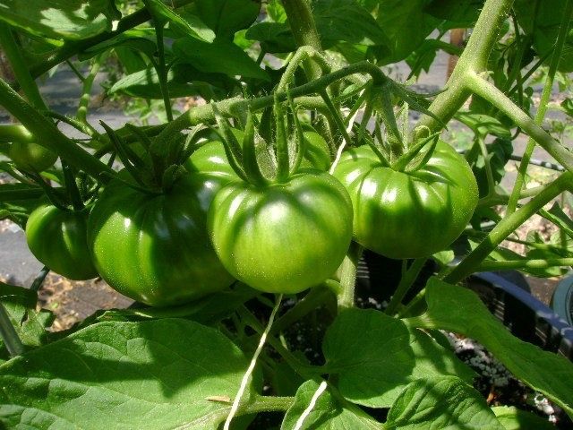 Mikado black tomatoes: variety description, photos, reviews