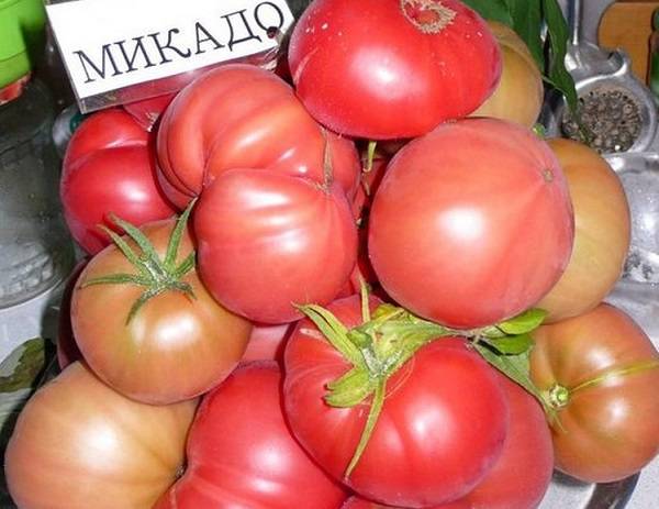 Mikado Tomato: Black, Siberico, Red