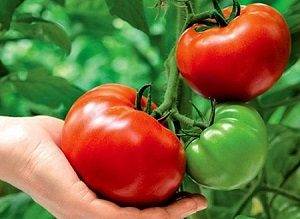 Mikado Tomato: Black, Siberico, Red