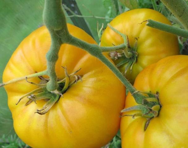 Mikado Tomato: Black, Siberico, Red