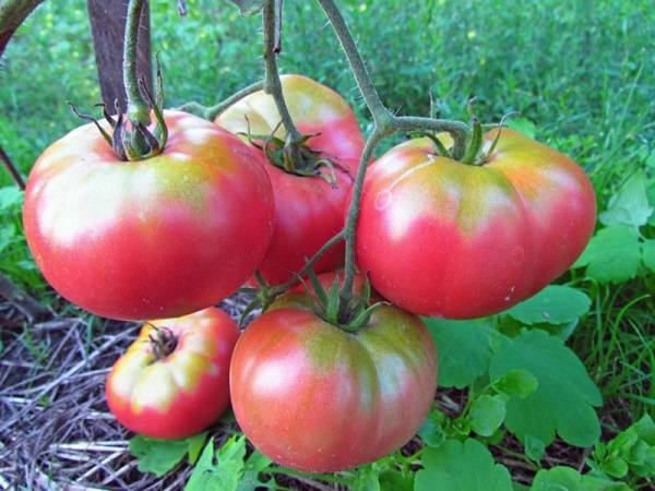 Mikado Tomato: Black, Siberico, Red