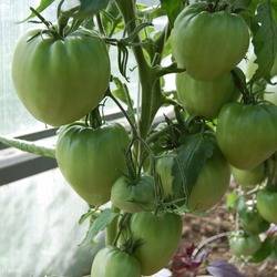 Mikado Tomato: Black, Siberico, Red