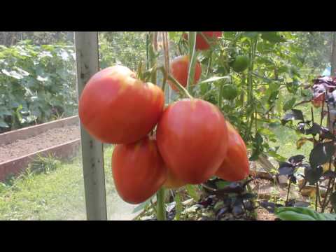 Mikado Tomato: Black, Siberico, Red