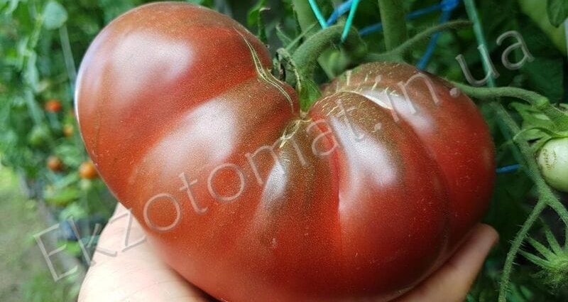 Mikado Tomato: Black, Siberico, Red