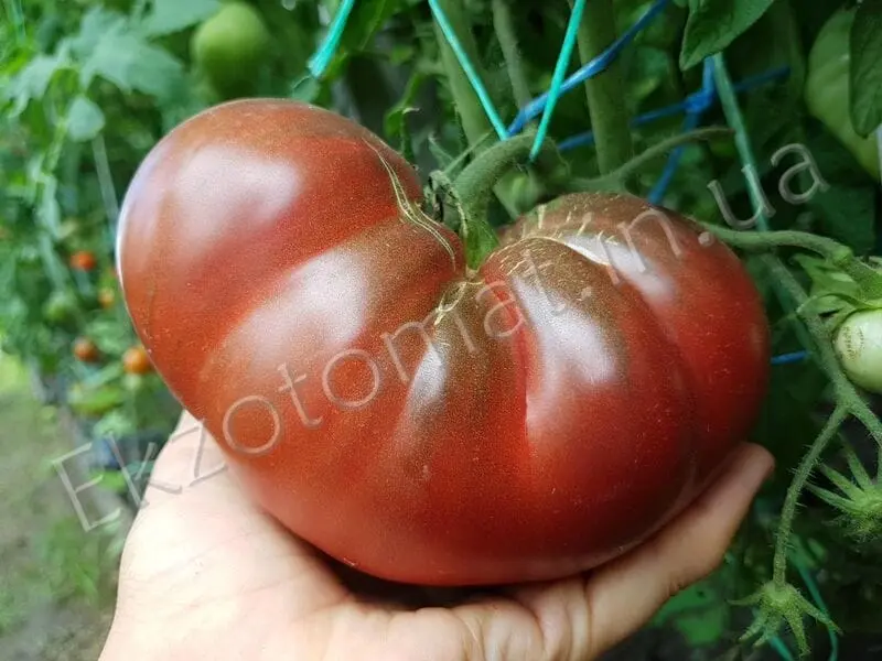 Mikado Tomato: Black, Siberico, Red