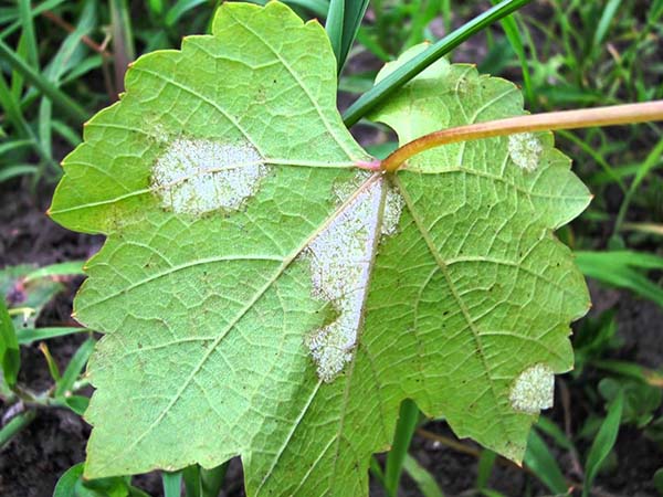 Mildew (downy mildew) of grapes: photos and how to treat, preparations, protection