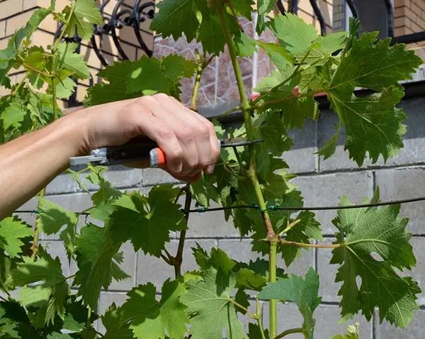 Mildew (downy mildew) of grapes: photos and how to treat, preparations, protection