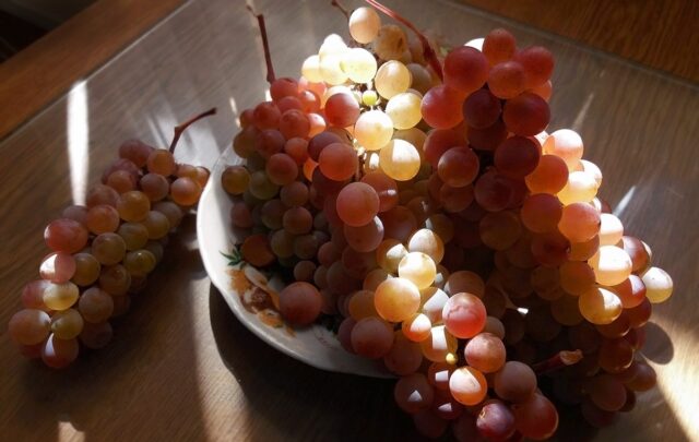 Mildew (downy mildew) of grapes: photos and how to treat, preparations, protection