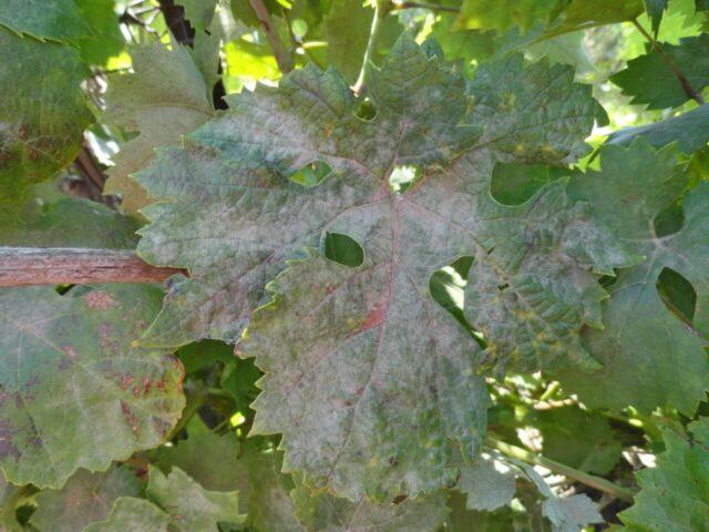 Mildew (downy mildew) of grapes: photos and how to treat, preparations, protection