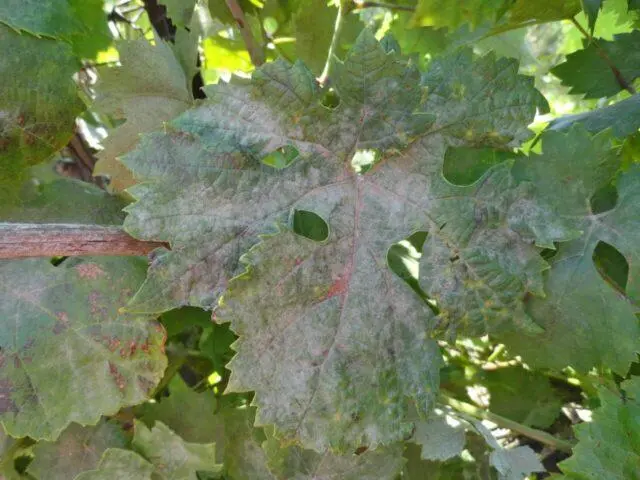 Mildew (downy mildew) of grapes: photos and how to treat, preparations, protection