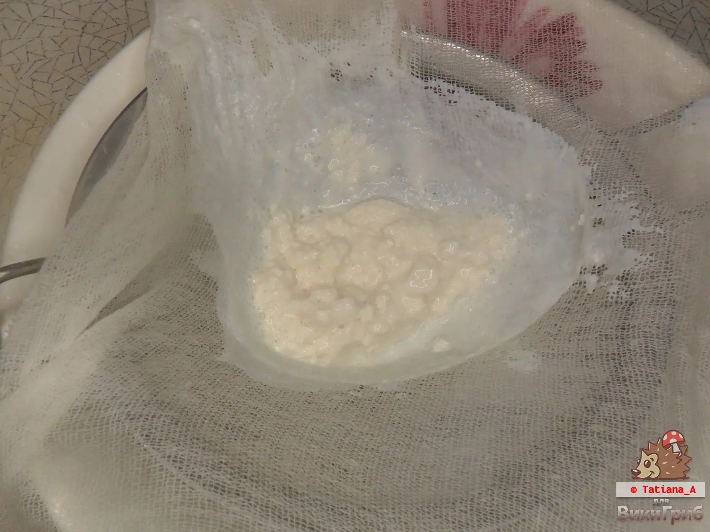 Milk mushroom kefir
