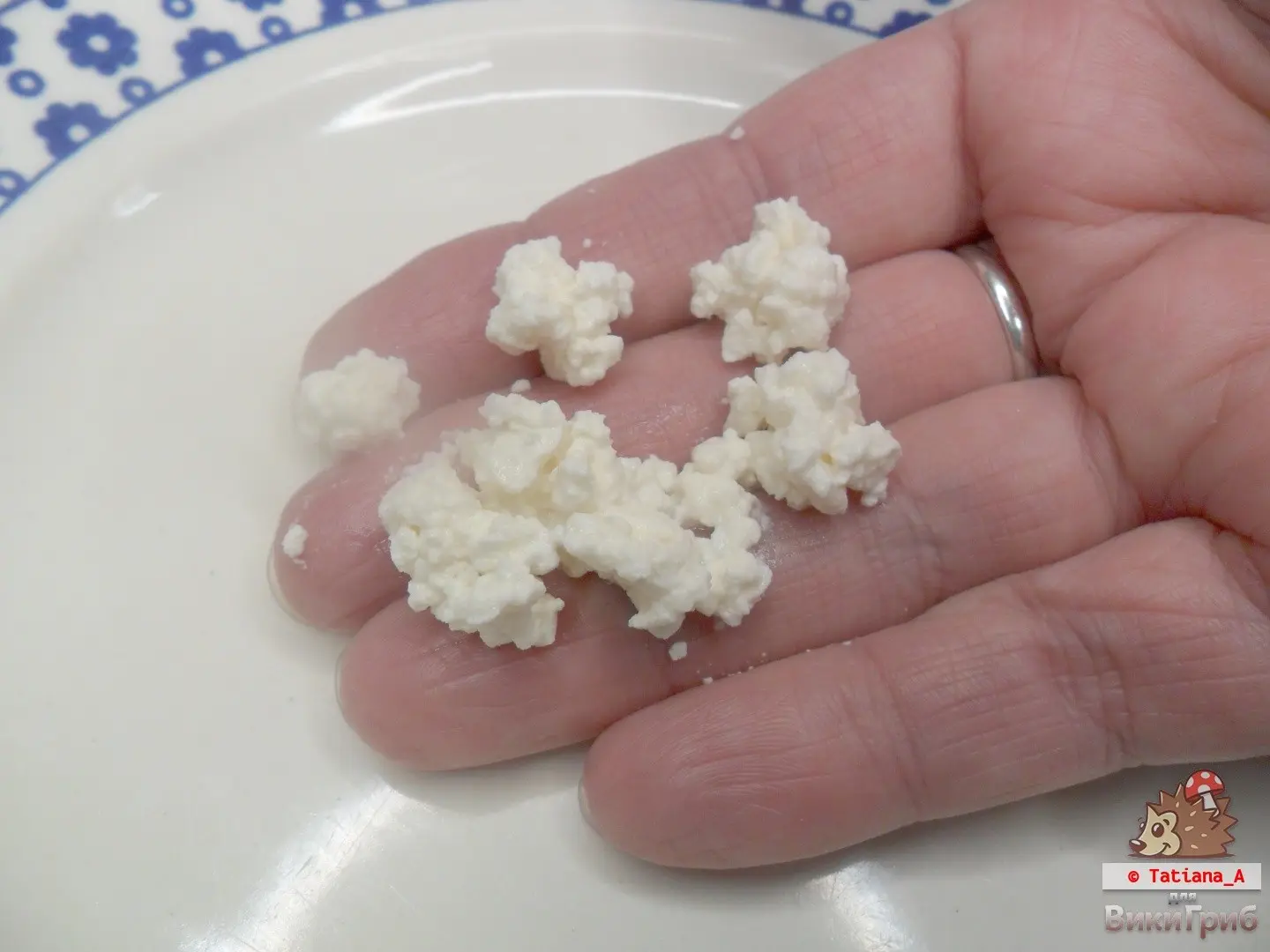 Milk mushroom kefir