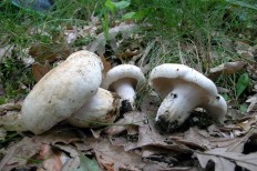 Milk mushroom (Lactarius resimus) photo and description