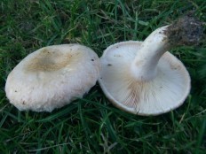 Milk mushroom (Lactarius resimus) photo and description