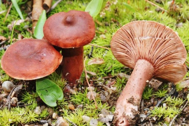 Milk mushroom: photo and description, varieties, edible or not, how to cook