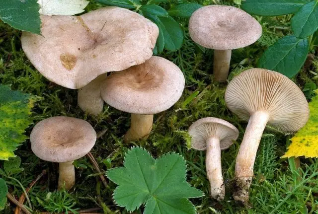 Milk mushroom: photo and description, varieties, edible or not, how to cook