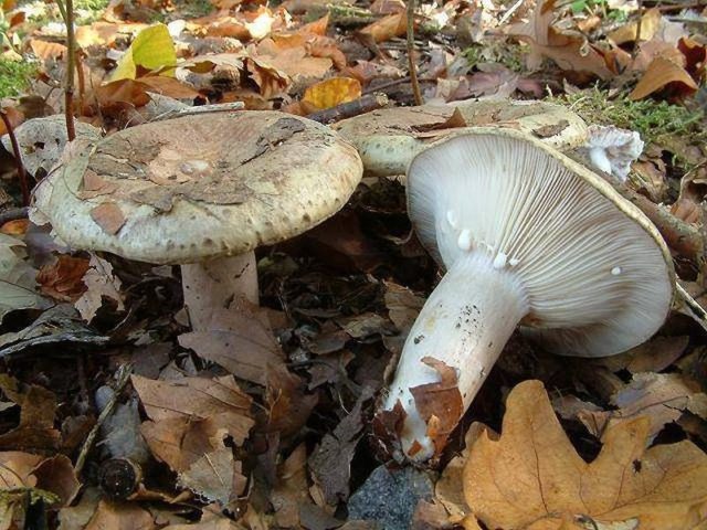 Milk mushroom: photo and description, varieties, edible or not, how to cook