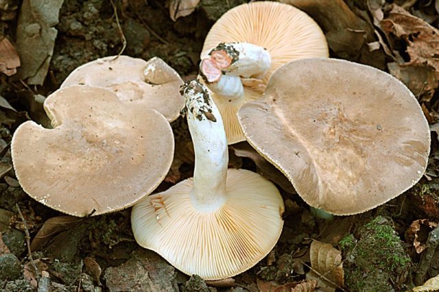 Milk mushroom: photo and description, varieties, edible or not, how to cook