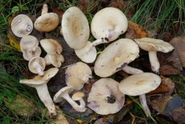 Milk mushroom: photo and description, varieties, edible or not, how to cook