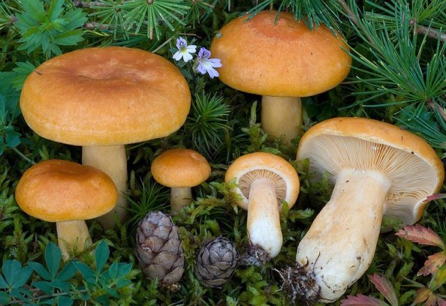 Milk mushroom: photo and description, varieties, edible or not, how to cook