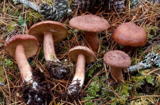 Milk mushroom: photo and description, varieties, edible or not, how to cook