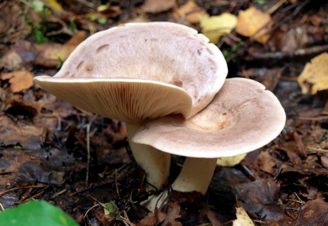 Milk mushroom: photo and description, varieties, edible or not, how to cook