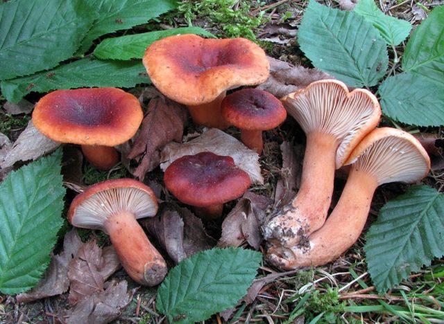 Milk mushroom: photo and description, varieties, edible or not, how to cook