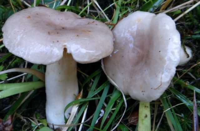 Milk mushroom: photo and description, varieties, edible or not, how to cook