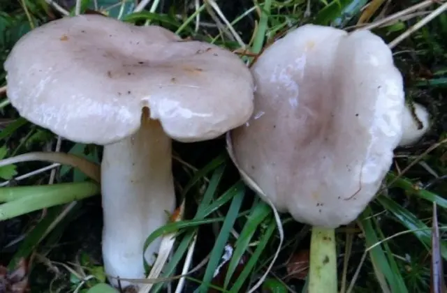 Milk mushroom: photo and description, varieties, edible or not, how to cook