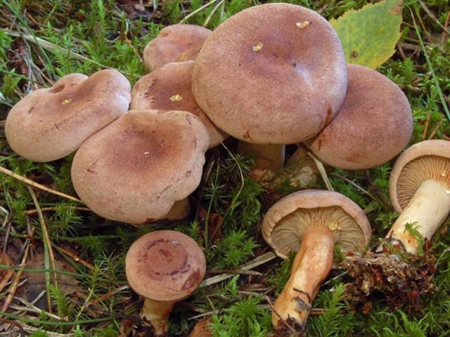 Milk mushroom: photo and description, varieties, edible or not, how to cook