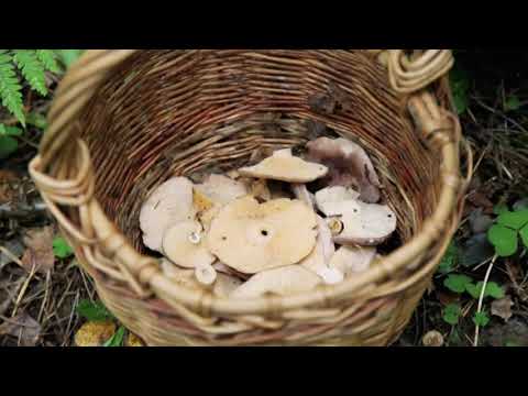 Milk mushroom: photo and description, varieties, edible or not, how to cook