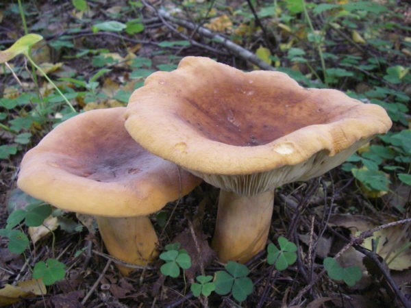 Milk mushroom: photo and description, varieties, edible or not, how to cook