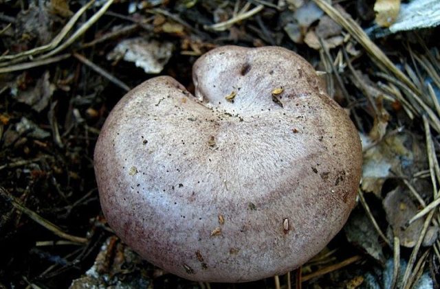 Milk mushroom: photo and description, varieties, edible or not, how to cook