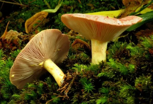 Milk mushroom: photo and description, varieties, edible or not, how to cook