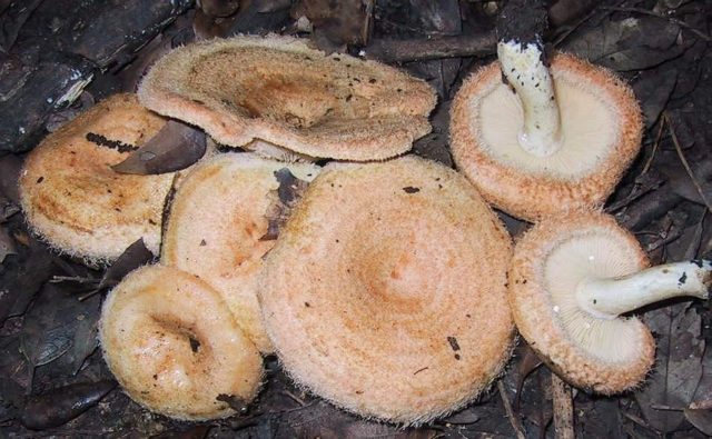 Milk mushroom: photo and description, varieties, edible or not, how to cook