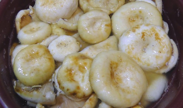 Milk mushrooms in oil: with onions and garlic, the best recipes for the winter