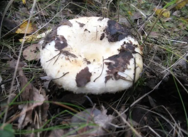 Milk mushrooms in the Chelyabinsk region: where they grow and when to harvest