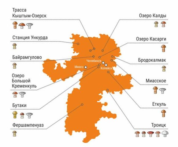 Milk mushrooms in the Chelyabinsk region: where they grow and when to harvest