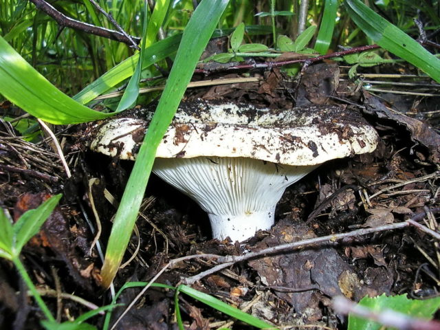 Milk mushrooms: photo and description of edible species with names