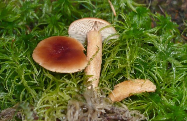 Milk mushrooms: photo and description of edible species with names