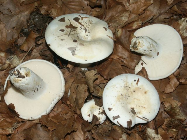 Milk mushrooms: photo and description of edible species with names