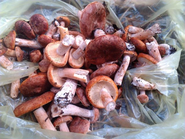 Milk mushrooms: photo and description of edible species with names