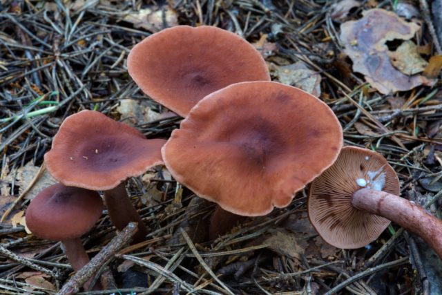 Milk mushrooms: photo and description of edible species with names