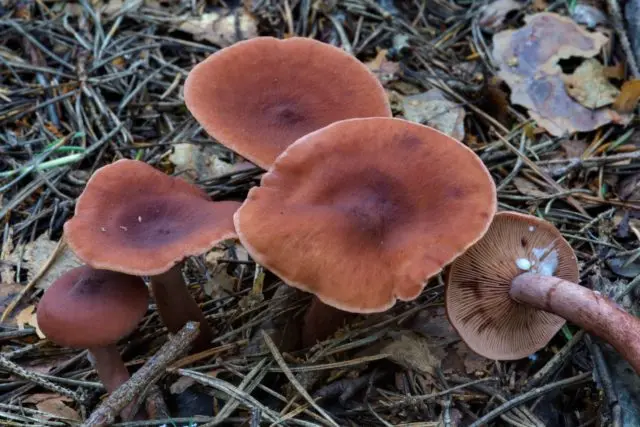 Milk mushrooms: photo and description of edible species with names