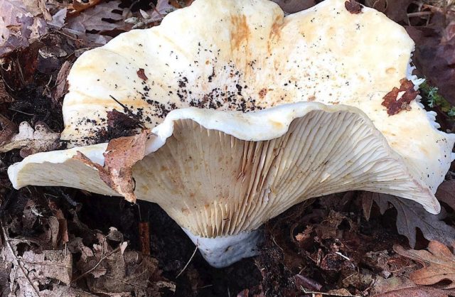 Milk mushrooms: photo and description of edible species with names