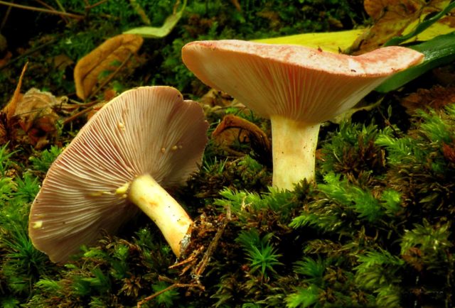 Milk mushrooms: photo and description of edible species with names