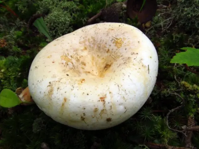 Milk mushrooms: photo and description of edible species with names