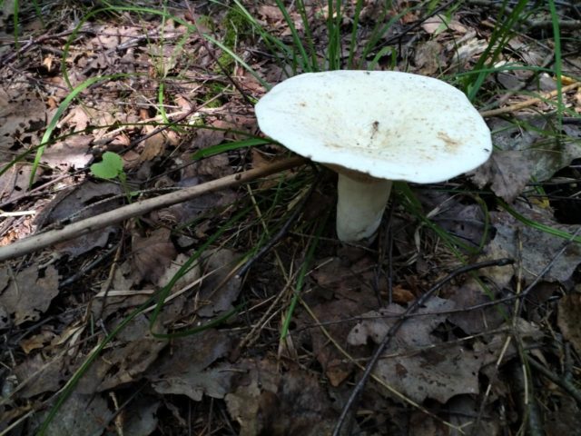 Milk mushrooms: photo and description of edible species with names